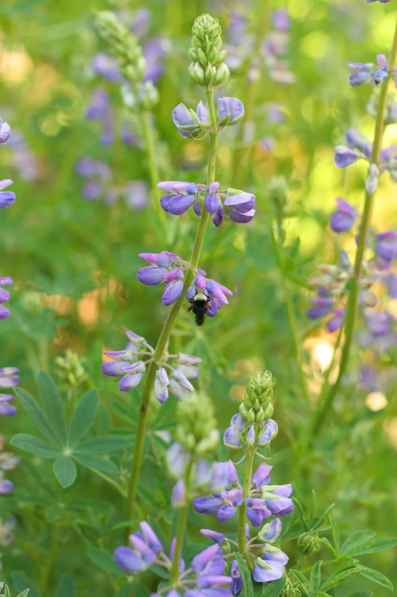 Riverbank lupine with blue-violet flower spikes and a bumblebee feeding on a blossom